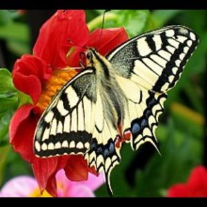 Meet your Posher, Aliceyn